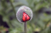 Photograher\PeterWillems: Budding-Poppy-10-[PW-NL]